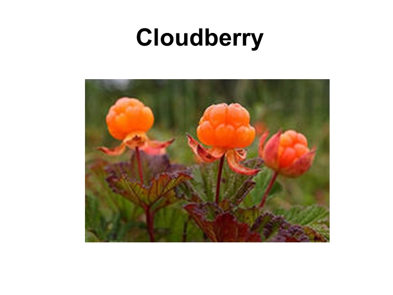 Cloudberry